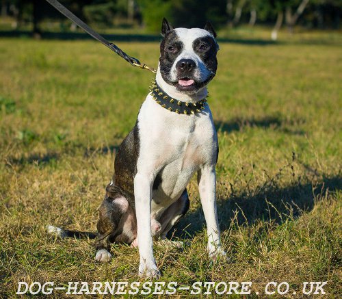 Leather Spiked Pitbull Collar