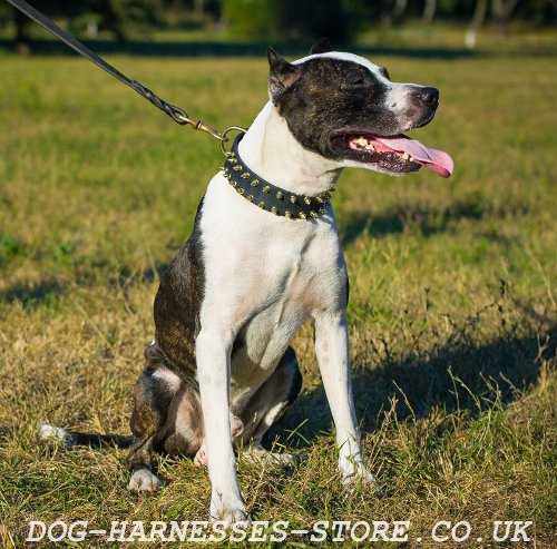 Leather Spiked Pitbull Collars