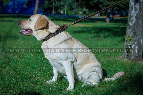 Leather Studded Dog Collar