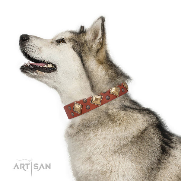 Malamute Dog Collar