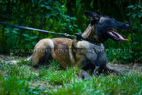 Malinois Collar