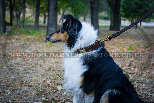 Collie Dog Collar