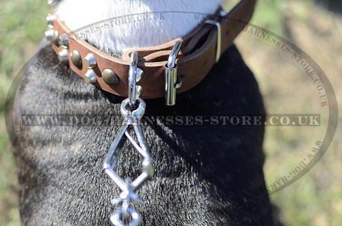 English Bull Terrier Leather Collar