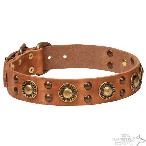 Modern Dog Collars UK