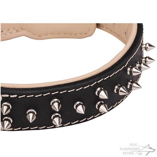 Padded Dog Collar UK