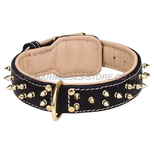 Padded Leather Dog Collar