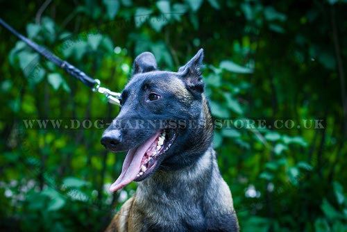 Belgian Malinois Collars