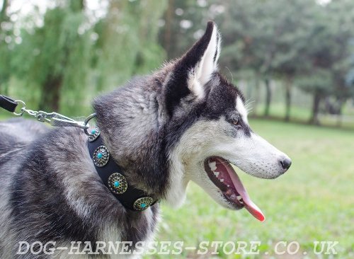 Natural Leather Dog Collar UK