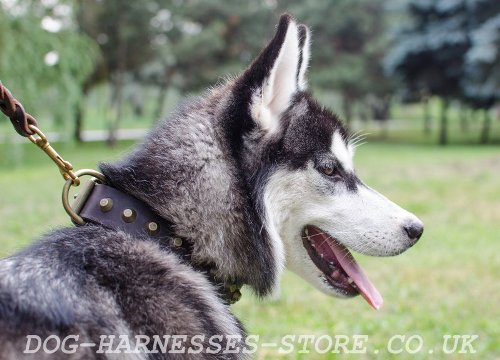 Natural Leather Dog Collar UK