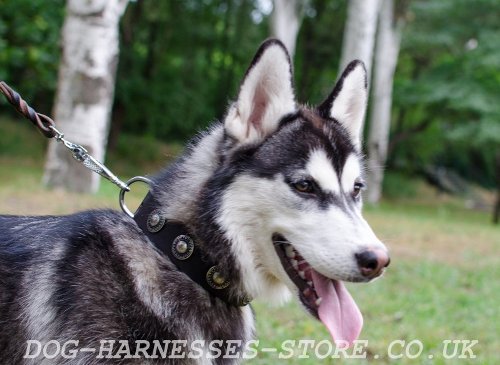 Natural Leather Dog Collar UK