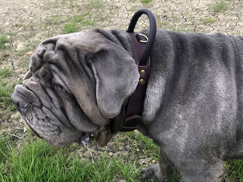 Neapolitan Mastiff Dog Collars