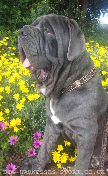 Neapolitan Mastiff Collar and Leash