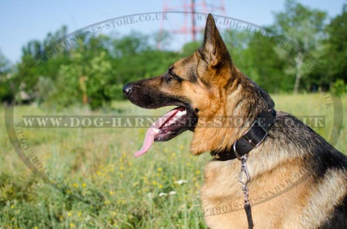 Collars for German Shepherd Dogs for Sale