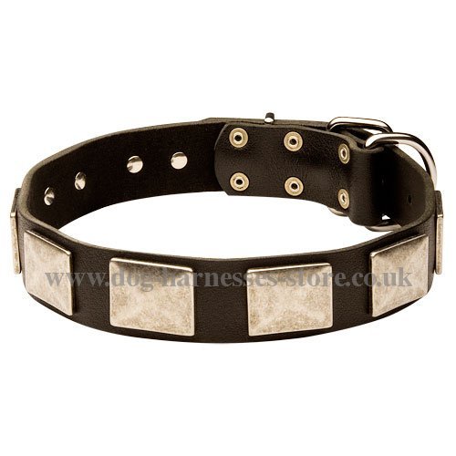 Large Dog Collar