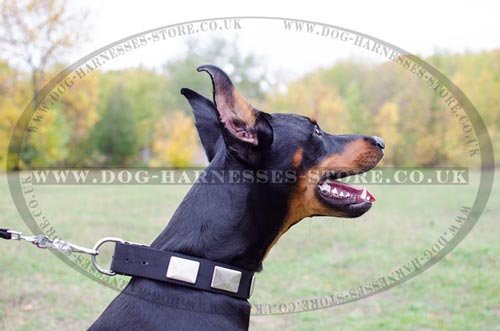 Nylon Dog Collar