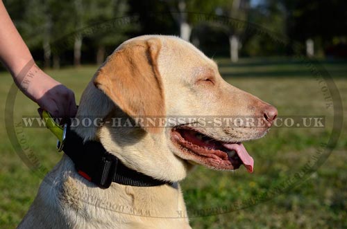 Nylon Dog Collar with Handle