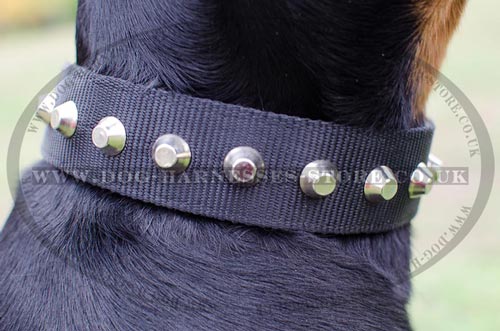 Nylon Dog Collar