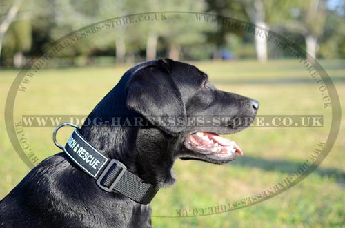 Nylon Training Collar