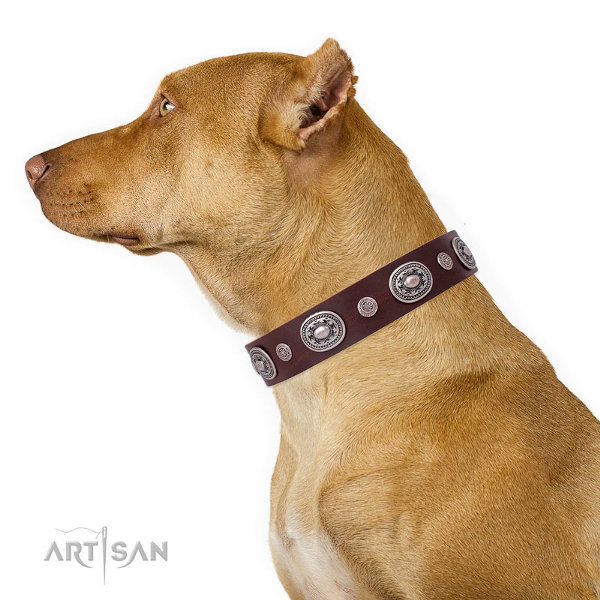 Pitbull Collars UK