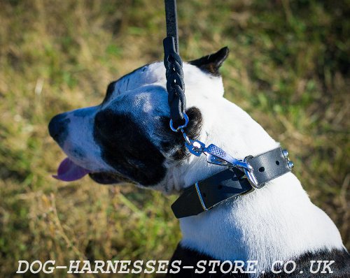 Pitbull Dog Collar for Sale