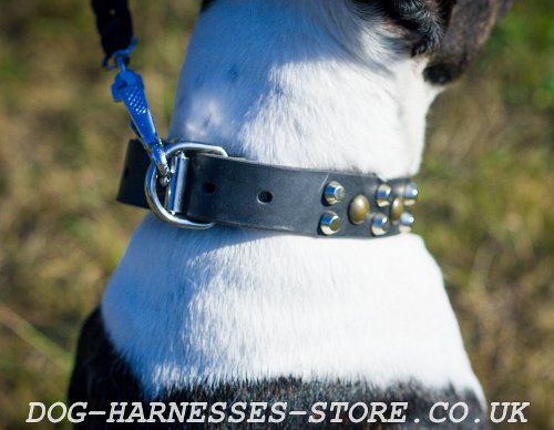 Pitbull Dog Collars UK