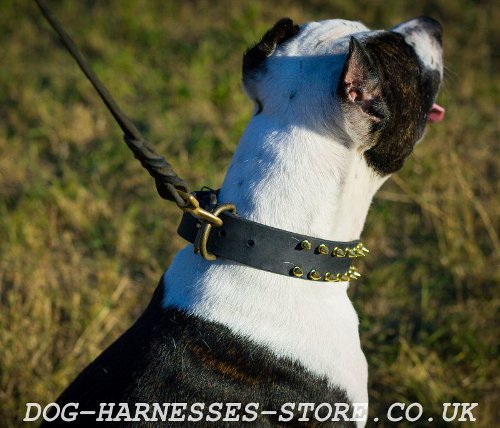 Pitbull Dog Collars UK