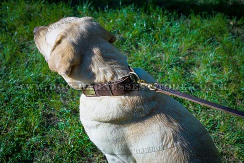 Pretty Dog Collars for Large Dogs