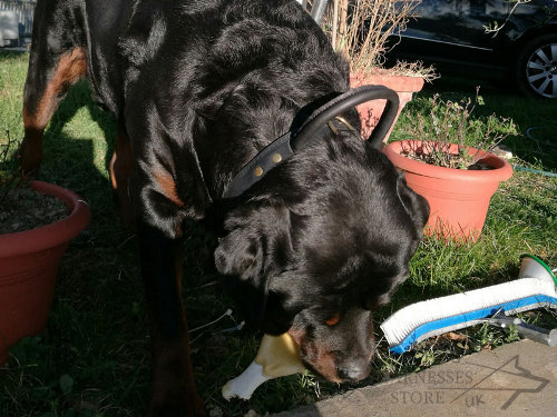 Rottweiler Best Collar