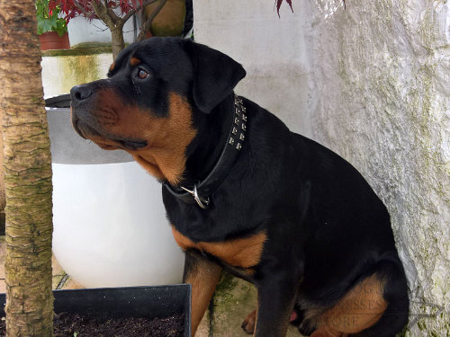 Rottweiler Leather Dog Collars