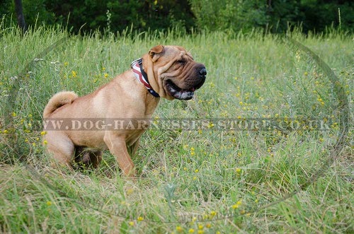 Shar-Pei Collar