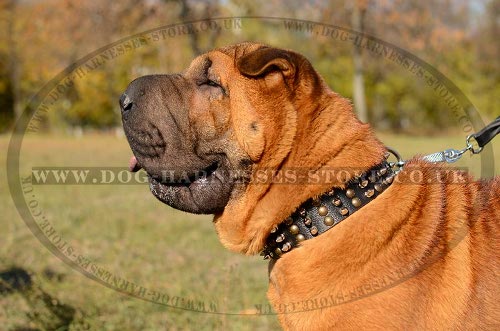 Shar-Pei Collar UK