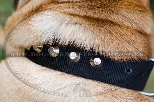 Shar-Pei Collar UK