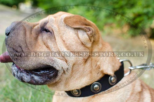 Shar-Pei Collars UK