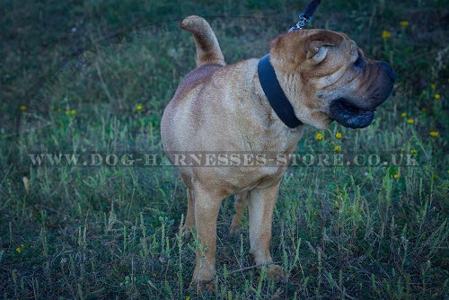 Shar-Pei Collar UK