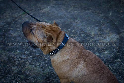 Shar-Pei Collars