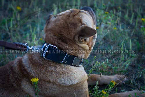 Shar-Pei Collars