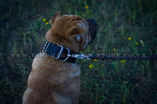 Shar-Pei Collars