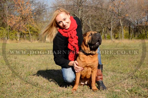 Shar-Pei Collars