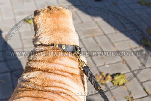 Shar-Pei Collars