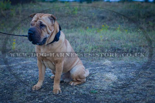 Shar-Pei Collars