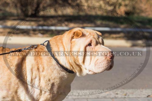 Shar Pei Collars