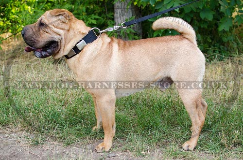 Shar-Pei Collars