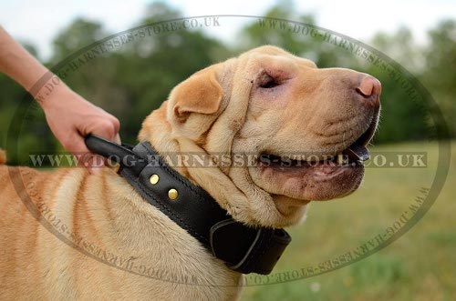 Shar-Pei Collars UK