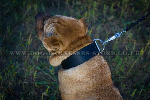 Shar-Pei Collars UK