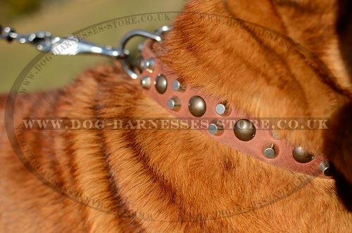 Shar-Pei Collars UK