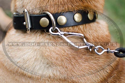 Shar-Pei Collars UK