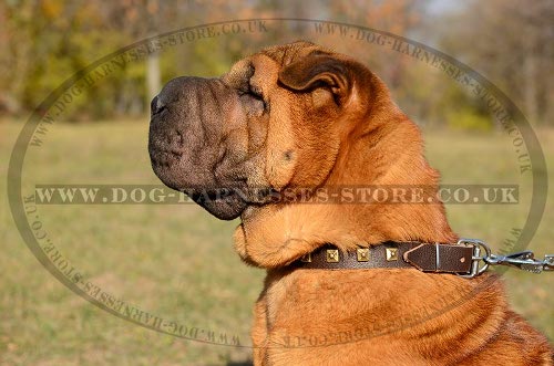 Shar-Pei Collars UK