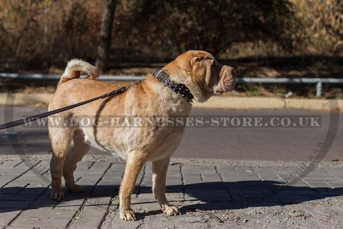 Shar-Pei Collars UK