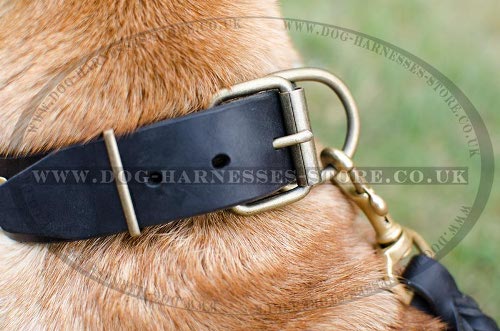 Shar-Pei Collars UK