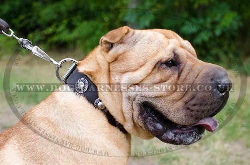 Shar-Pei Collars UK